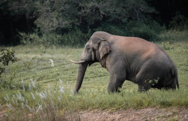 Vahşi bir Asya fili doğal bir orman ortamında uzun otların arasında hareket ediyor. Orta basamakta yakalanmış.