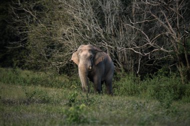 Tropikal bir ormanın kenarındaki çayırlarda yürüyen yalnız bir vahşi fil. Yumuşak gün ışığında yakalandı.