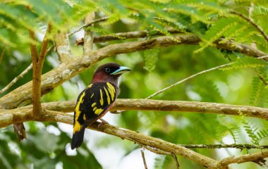 Çeşitli tropikal kuşlar doğal orman ortamlarına tüneyerek renkli tüyleri ve Tayland ormanlarının doğal arka planlarını gösterirler..