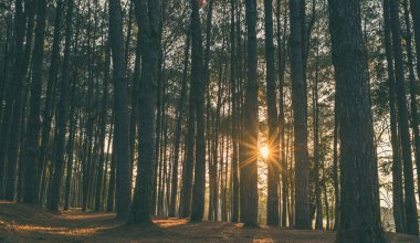 Mavi tonlu çam ormanı. Yüksek ağaçların arasından geçen dramatik güneş patlaması. Phu Hin Rong Kla Milli Parkı 'nda yakalandı..