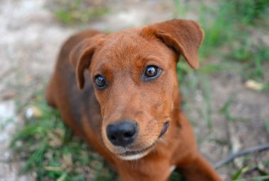 Mutlu köpek gülümseme