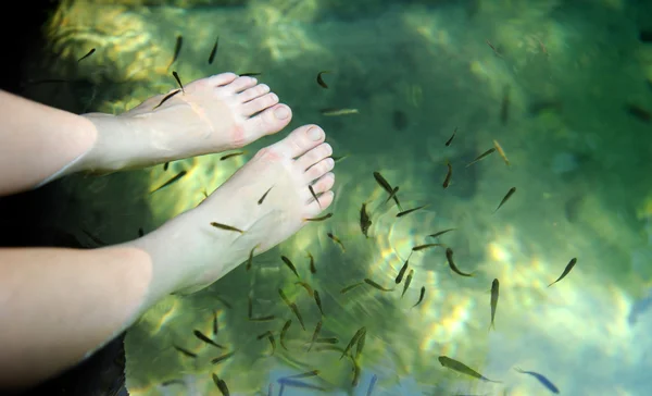 Natur-Fisch-Wellness — Stockfoto