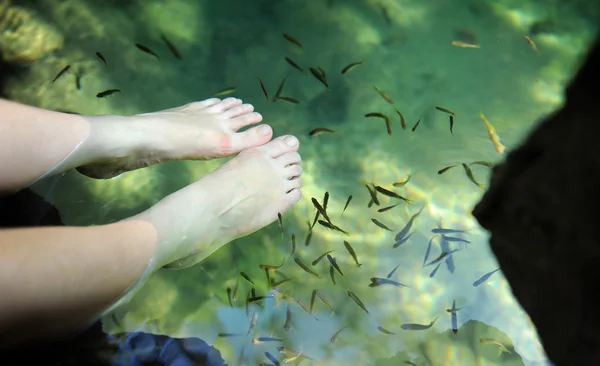 Natur-Fisch-Wellness — Stockfoto