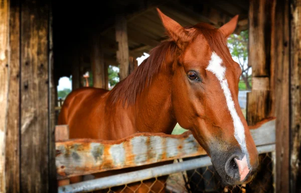 Červený kůň ve farmě — Stock fotografie