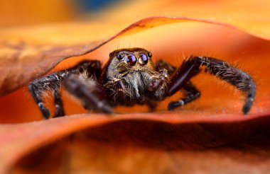 siyah örümcek atlama