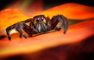 siyah örümcek atlama