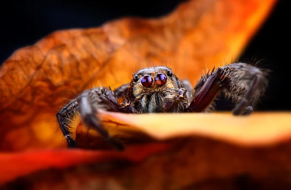 Araña de salto negro — Foto de Stock