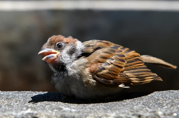 Sperlingskind fällt aus dem Nest — Stockfoto