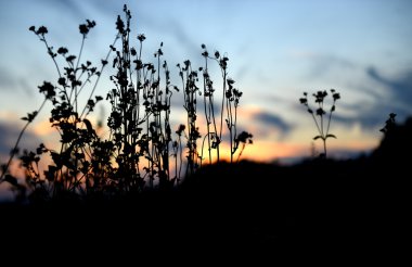 bitki siluet günbatımı zamanı üzerinde