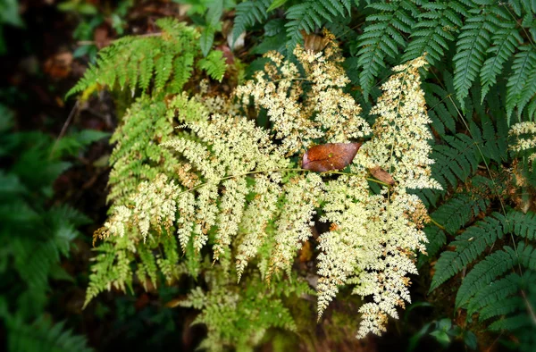 Hoja de helecho viejo en el bosque — Foto de Stock