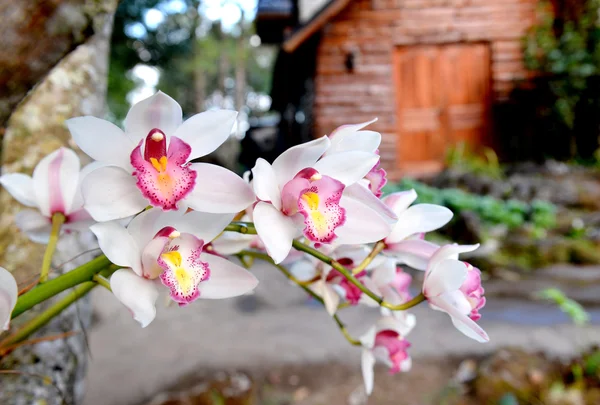 Paphiopedilum naturel fleurissant en hiver — Photo