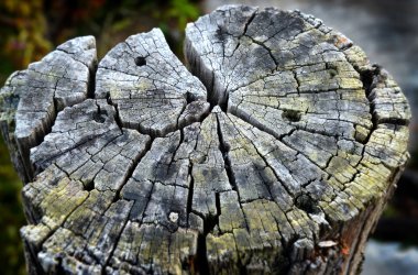 çok eski güdük ahşap kazık