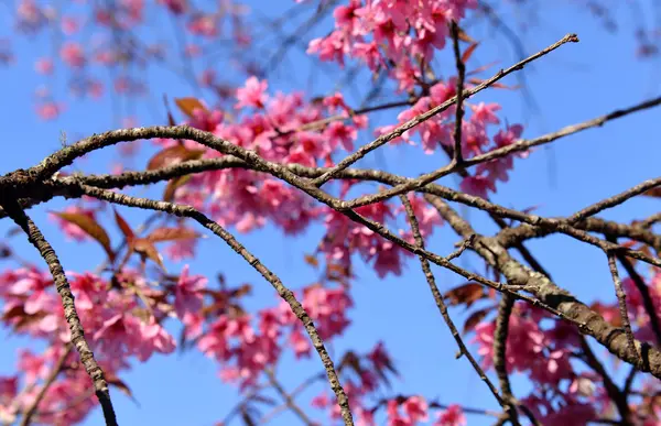 Himalaya-Kirschblüte — Stockfoto