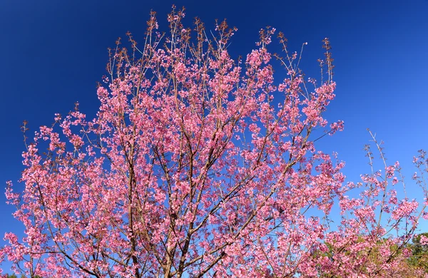 Himalaya-Kirschblüte — Stockfoto