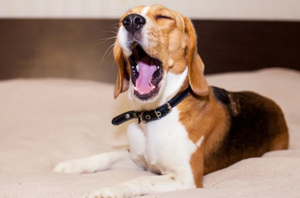 Beagle dog want to sleep at home