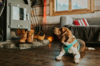 Dağ evindeki şöminenin yanında yerde yatan av köpeği.