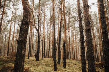 Sonbahar ormanlarında yürüyen bir çift. Güzel bir sonbahar ağacı
