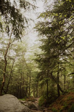 Dağ ağacı. Güzel bahar yağmurlu ormanları dağlarda