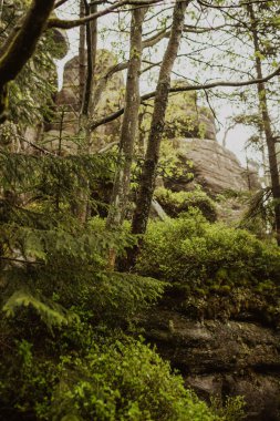 Dağ ağacı. Güzel bahar yağmurlu ormanları dağlarda