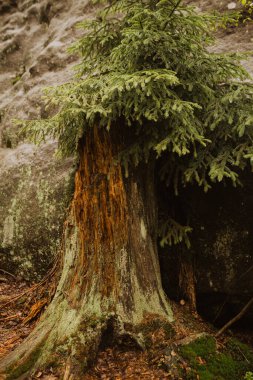 Dağ ağacı. Güzel bahar yağmurlu ormanları dağlarda