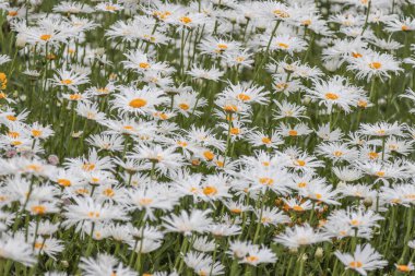 Çiçek açan papatya çiçeği yaz tarlasında.