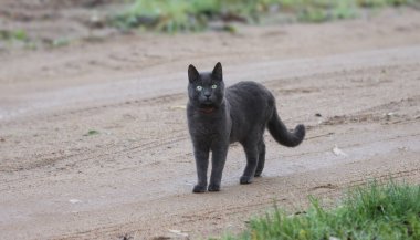 Kendi başına yürüyen bir İngiliz kedisi.