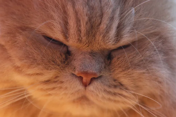 Портрет Тварини Домашня Кішка Спить — стокове фото