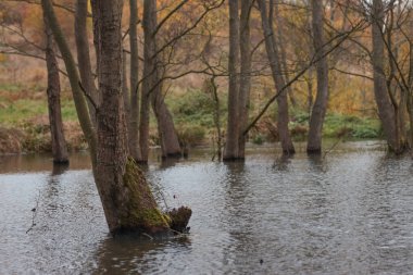 Sonbaharda ormanda sulak arazi.