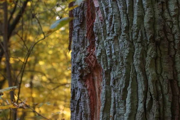 Floresta Tronco Uma Árvore Fundo Floresta Outono Imagens De Bancos De Imagens