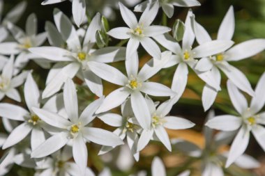 Ornithogalum 'un bir sürü beyaz çiçeği, makro. Yaz çiçekleri ile doğal arka plan 