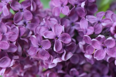 Bahçede baharda açan leylak çalısı. 