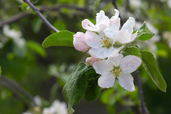 Цветущая Яблоня Саду — стоковое фото