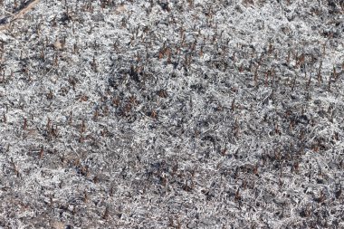 Yangından sonra yanan otların külleri. 