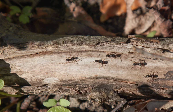 Formigas Floresta Rastejam Longo Galho Caído Uma Árvore Floresta — Fotografia de Stock