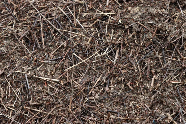 Waldameisenhaufen Frühling Aus Nächster Nähe Mit Ameisen — Stockfoto