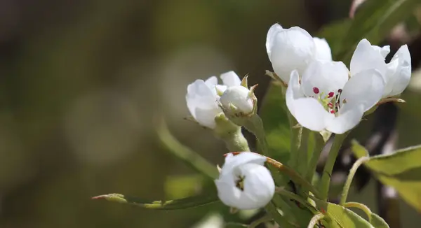 Pêra Florescendo Árvore Primavera Jardim — Fotografia de Stock