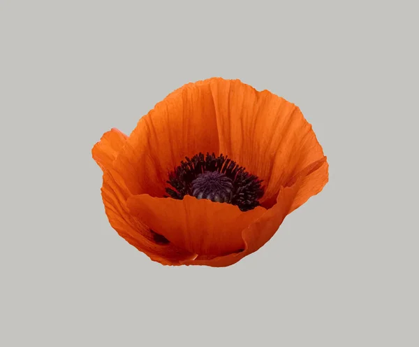 Rode Papaver Bloem Een Geïsoleerde Grijze Achtergrond — Stockfoto