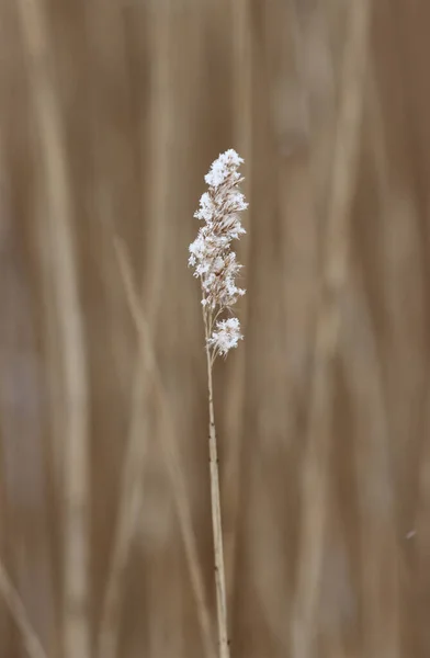 Vanlig Torr Vass Vintern Sticker Snön — Stockfoto