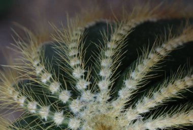 Bitki keskin, sert iğneleri olan yeşil bir kaktüstür..