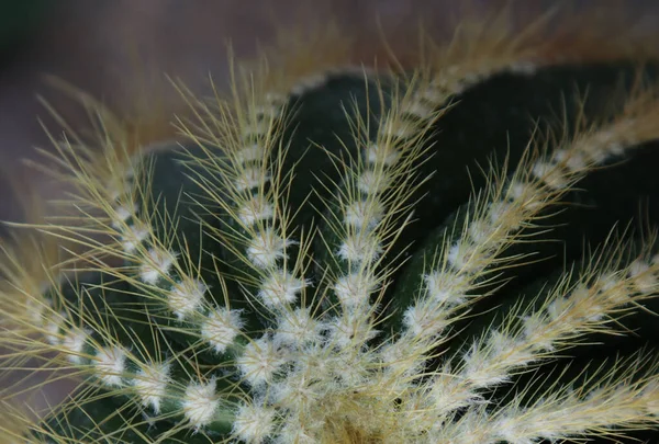 Pianta Cactus Verde Con Aghi Taglienti Duri — Foto Stock