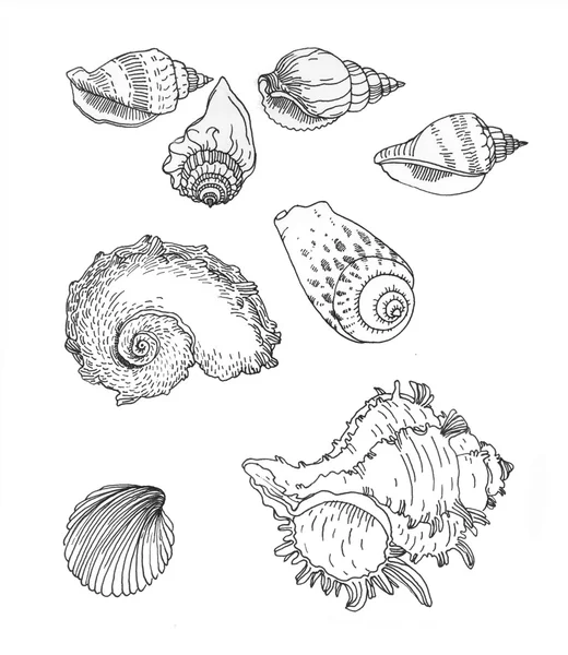 手描きの海の貝のセット. — ストック写真