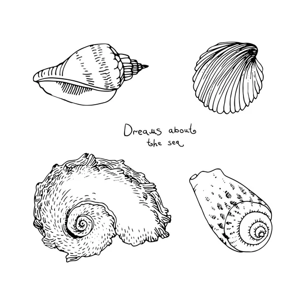 Conjunto de conchas marinhas desenhadas à mão . — Vetor de Stock