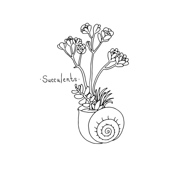 Hermosas plantas suculentas en una cáscara . — Vector de stock