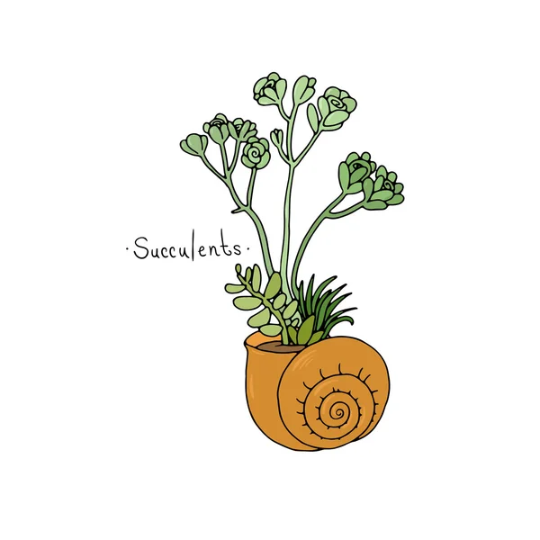 Prachtige succulenten in een schelp. — Stockvector