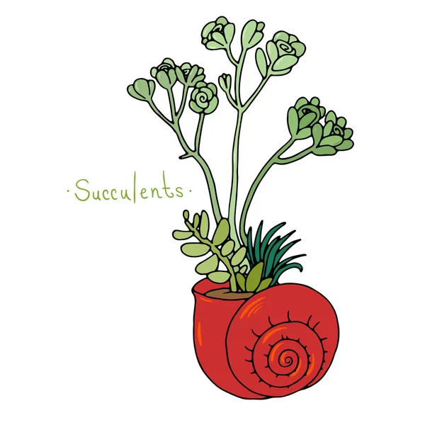 Prachtige succulenten in een schelp. — Stockvector