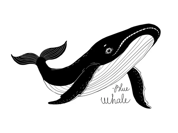 Μεγάλη όμορφη φάλαινα. — Διανυσματικό Αρχείο