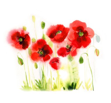 beyaz arka planda suluboya haşhaş.