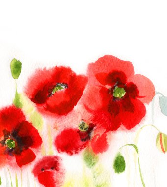 beyaz arka planda suluboya haşhaş.