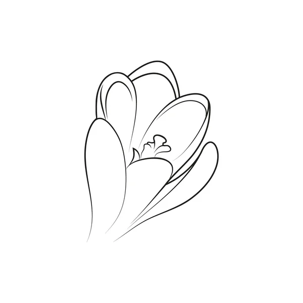 Crocus flower semplice icona foderata nera su sfondo bianco — Vettoriale Stock