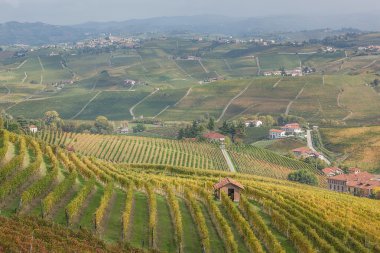 Piemonte üzüm bağları, Langhe, İtalya.